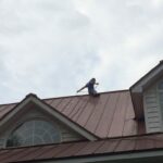 Roof Washing Service